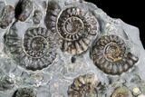 Ammonite (Promicroceras) Cluster - Somerset, England #86238-2